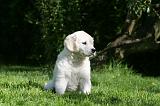 GOLDEN RETRIEVER 967
